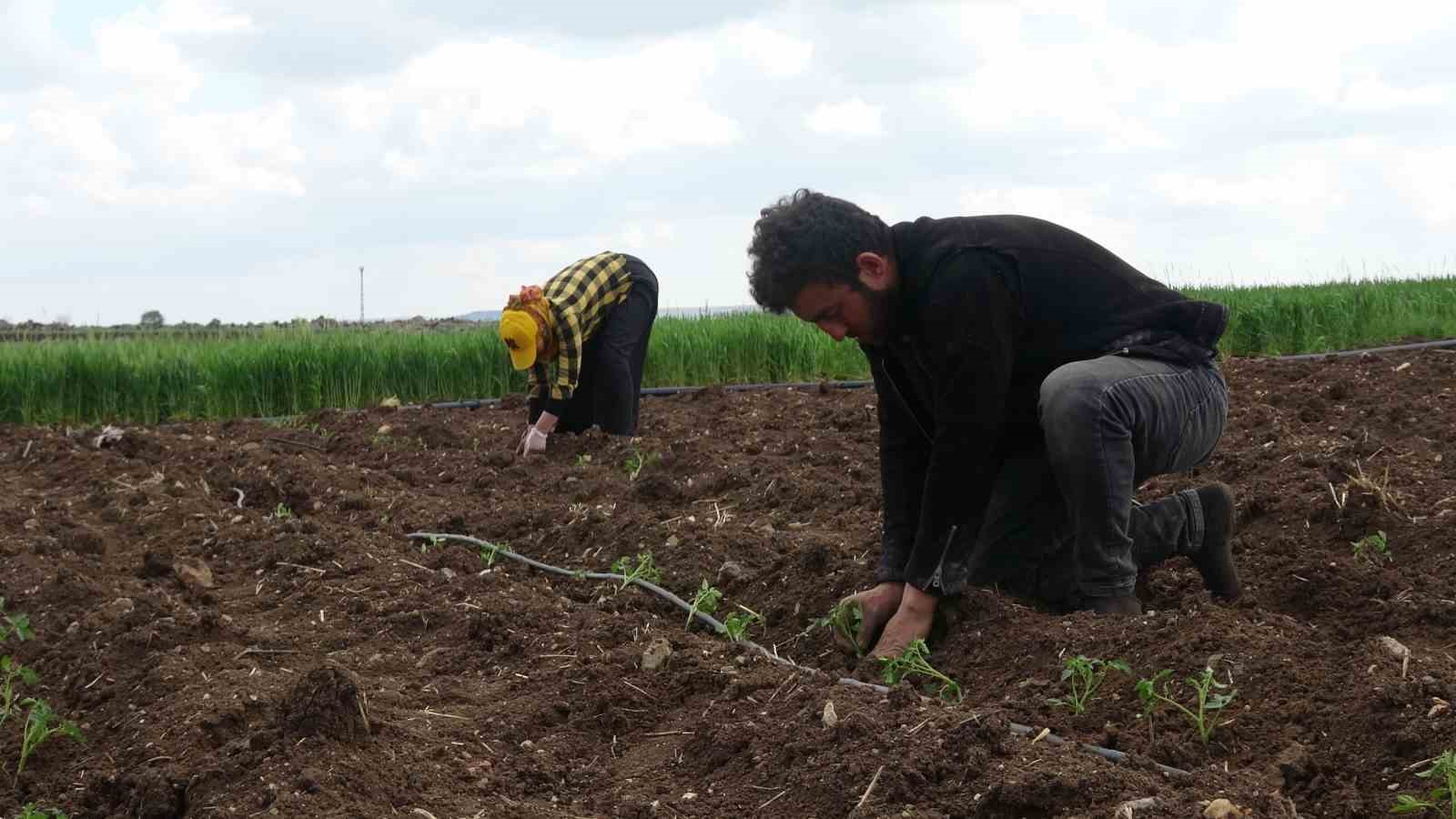 SABAHIN ERKEN SAATLERİNDE, TRAKTÖRLERLE ÖZEL OLARAK HAZIRLANAN ARAZİLERDE, İŞÇİLER ELLERİNDEKİ