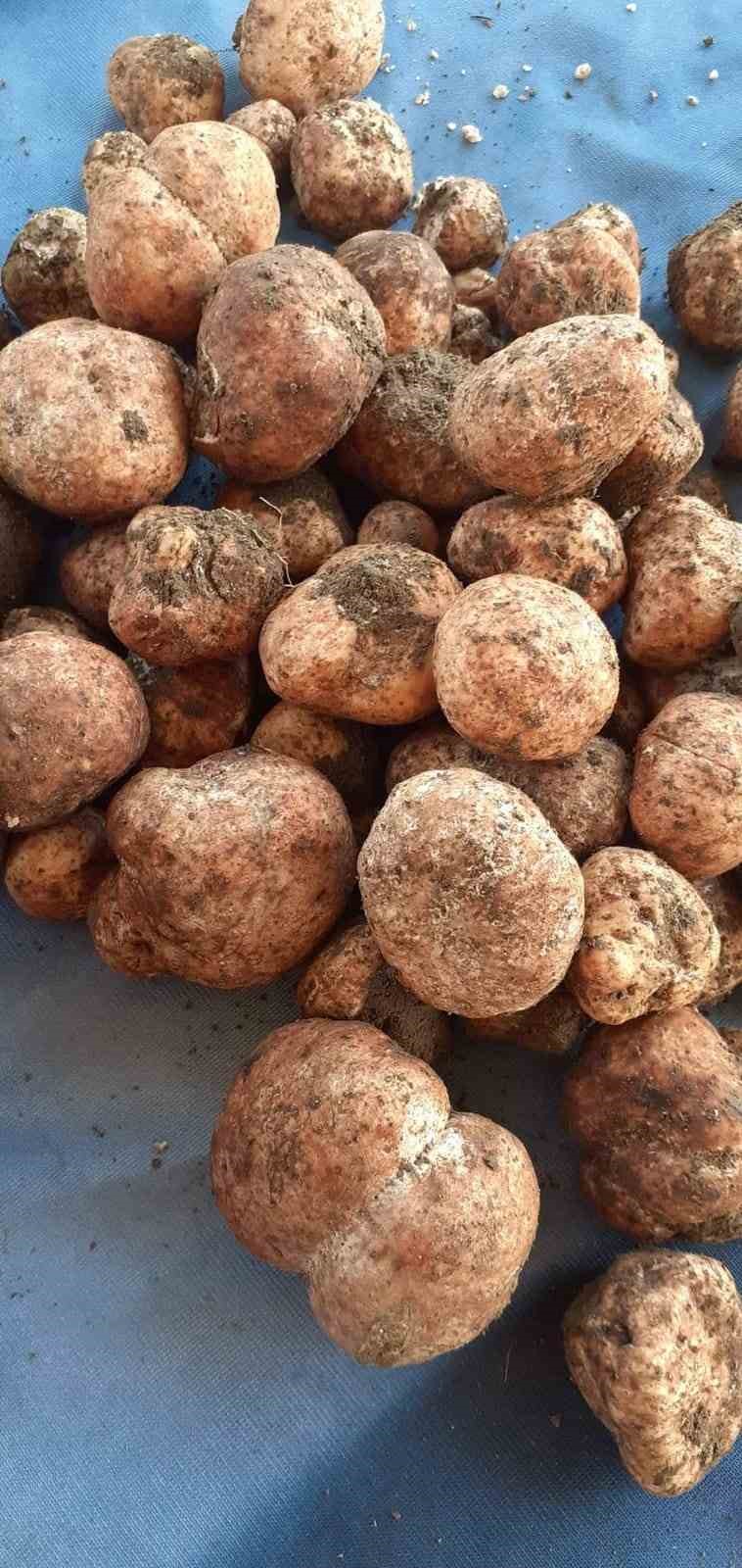 KİLOSU 500 LİRAYI BULAN 'KEME' KIRŞEHİR'DE BAZI BÖLGELERDE ÇIKMAYA BAŞLADI
