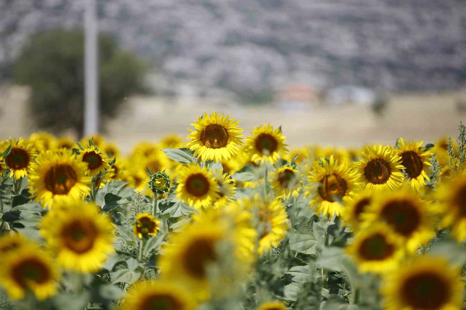 ANTALYA BÜYÜKŞEHİR BELEDİYESİ KORKUTELİ İLÇESİ ÇAYKENARI MAHALLESİ'NE GEÇEN YIL VERDİĞİ