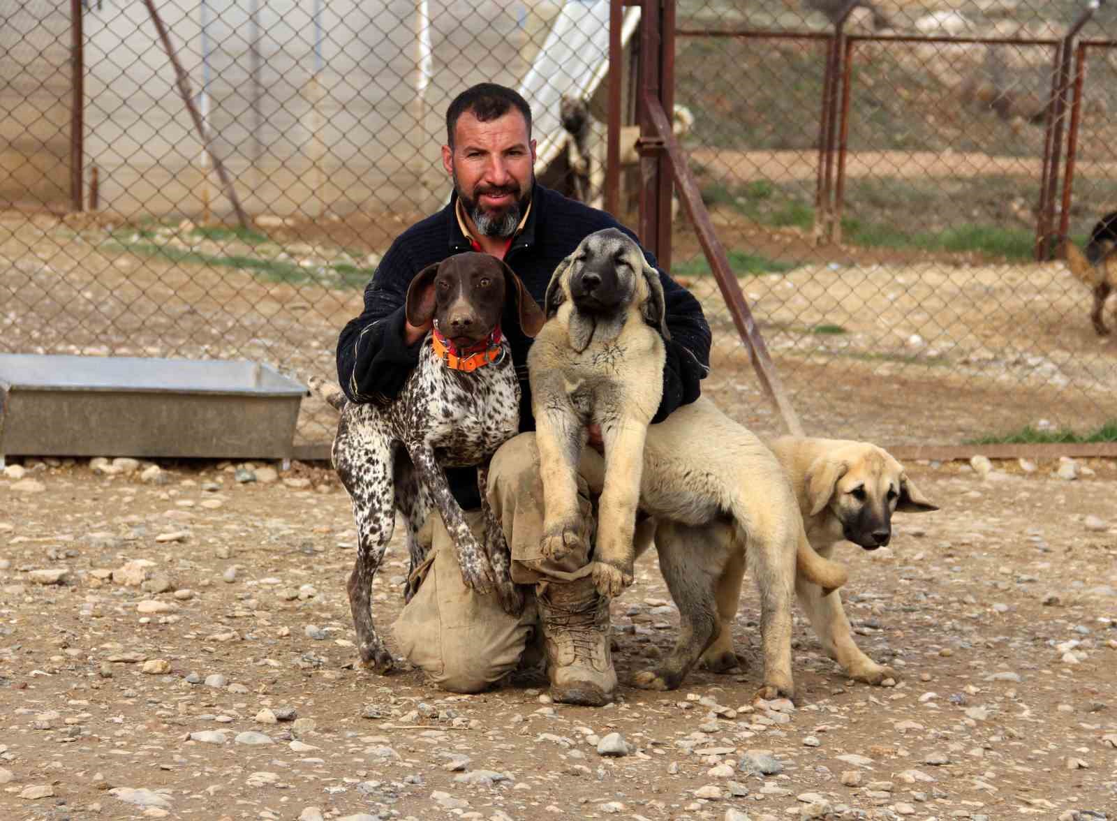 ANNESİZ KALAN ŞİLA İSİMLİ ALMAN POİNTER CİNSİ AV KÖPEĞİNE, ANADOLU