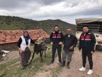 ÇALINAN HAYVAN SAHİBİNE TESLİM EDİLDİ.