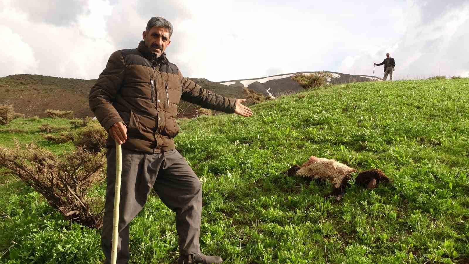 HAKKARİ'NİN YÜKSEKOVA İLÇESİ MERKEZİNE YAKIN ÇATMA KÖYÜNÜN ÇİMENLİ MEZRASINDA KURTLARIN