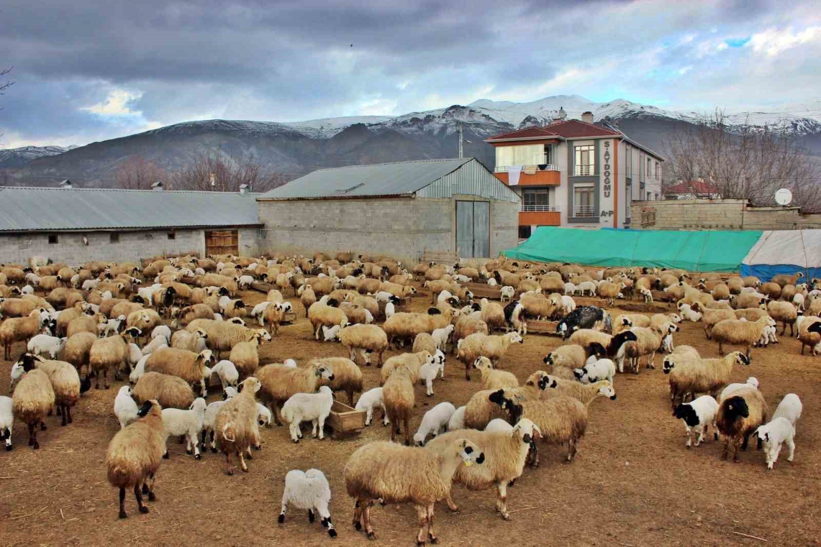 ERZİNCAN’IN AKYAZI BELDESİNDE, KUZULARIN GÜNDE İKİ DEFA ANNELERİYLE BULUŞMA ANLARINDA
