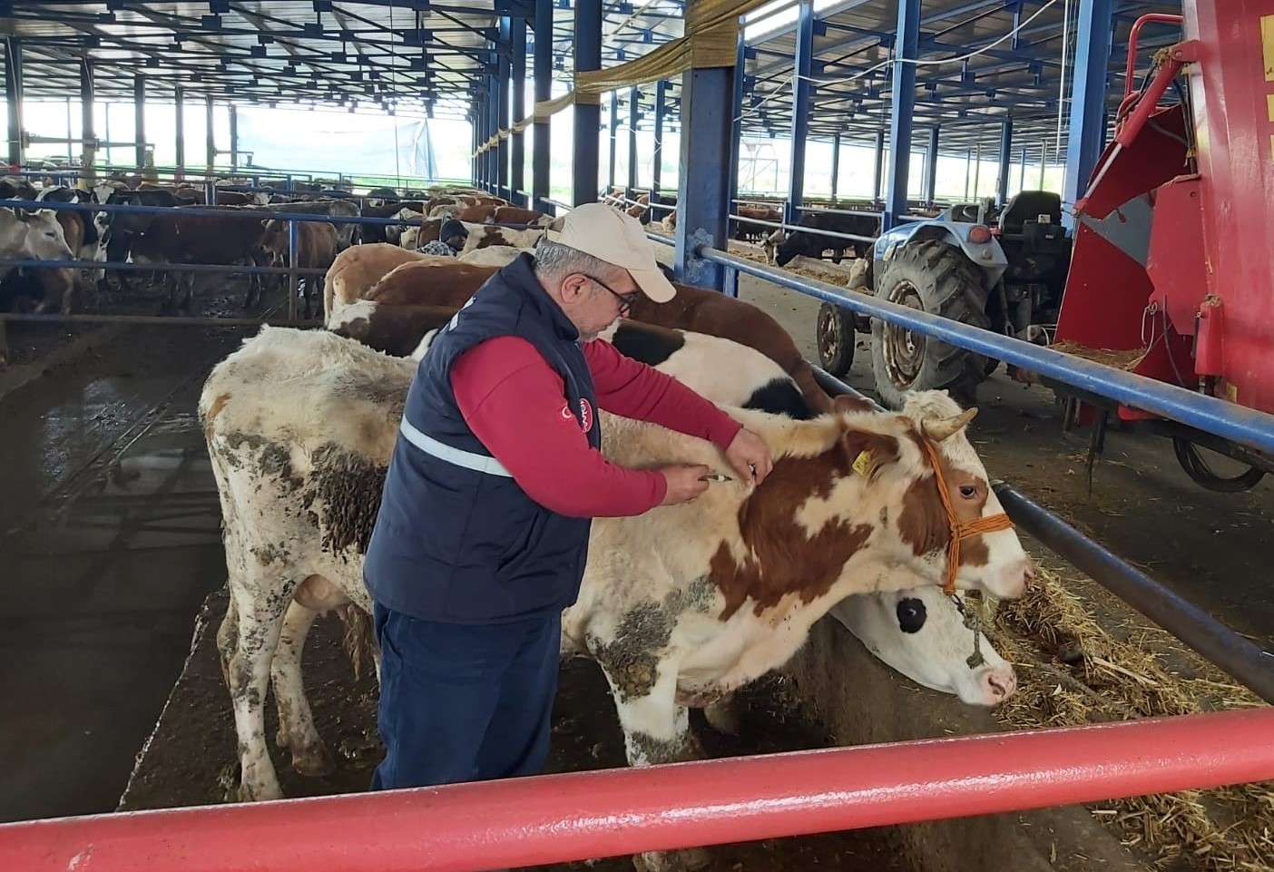 ŞAP HASTALIĞI NEDENİYLE TARIM VE ORMAN BAKANLIĞININ ALDIĞI KARARLA HAYVAN