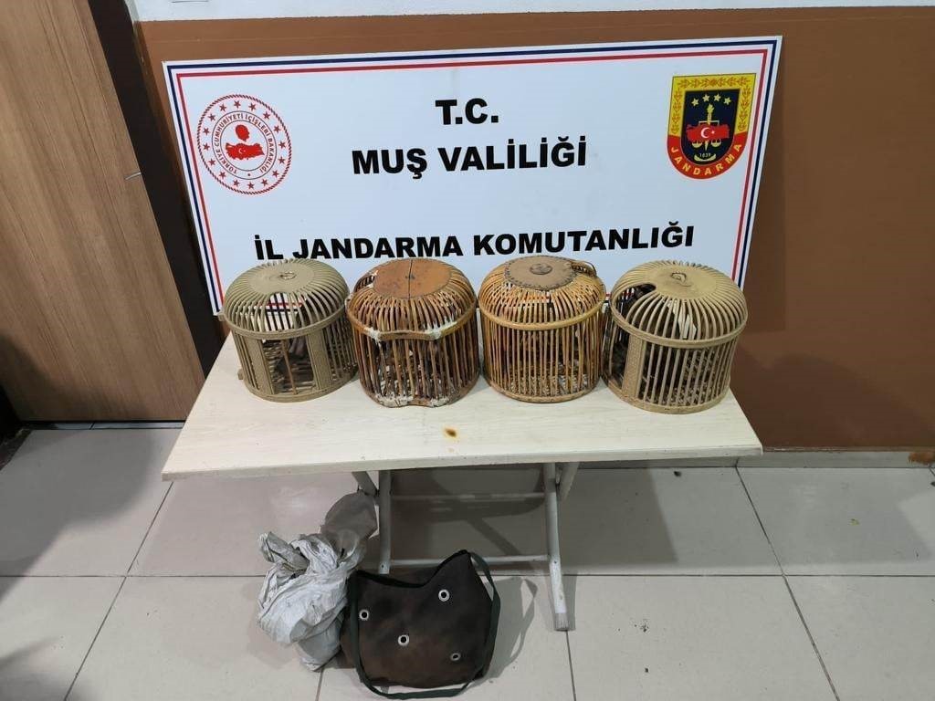 MUŞ'UN MALAZGİRT VE BULANIK İLÇELERİNDE 2 AYRI ÇALIŞMALARDA KAFES AVCILIĞI