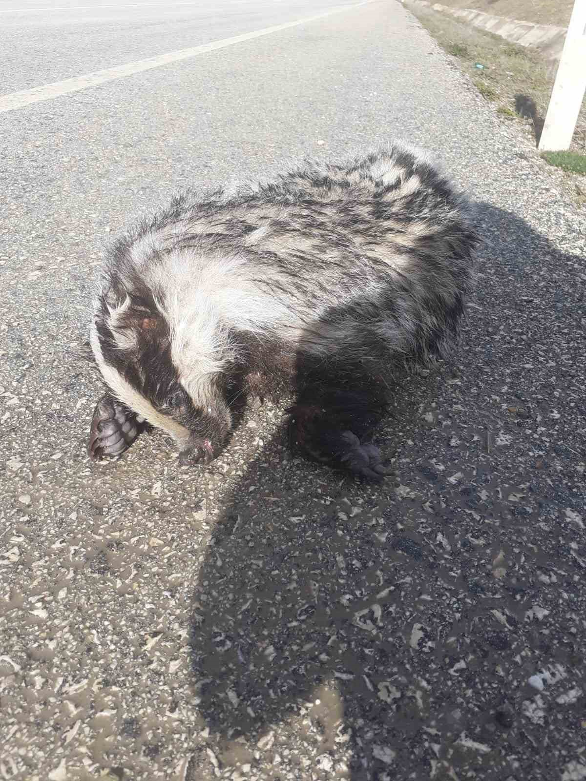 KASTAMONU’NUN AĞLI İLÇESİNDE YOL KENARINDA ÖLÜ PORSUK BULUNDU.