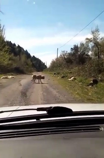 ZONGULDAK - ZONGULDAK'IN ALAPLI İLÇESİ KASIMLI KÖYÜ ÖLÜCE  MEVKİİNDE