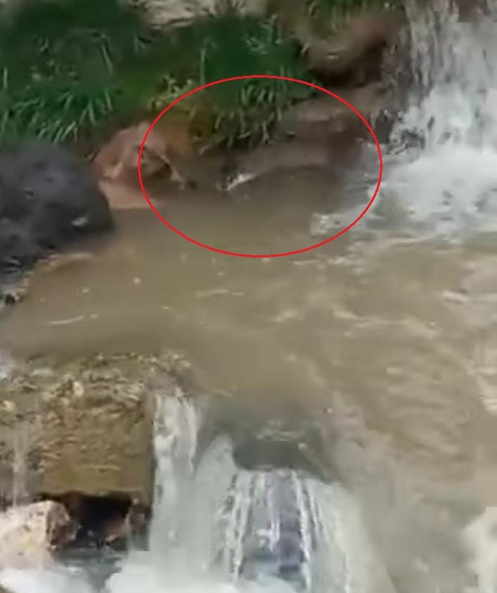 ORDU’NUN KUMRU İLÇESİNDE NESLİ TÜKENMEKTE OLAN SU SAMURU GÖRÜNTÜLENDİ.