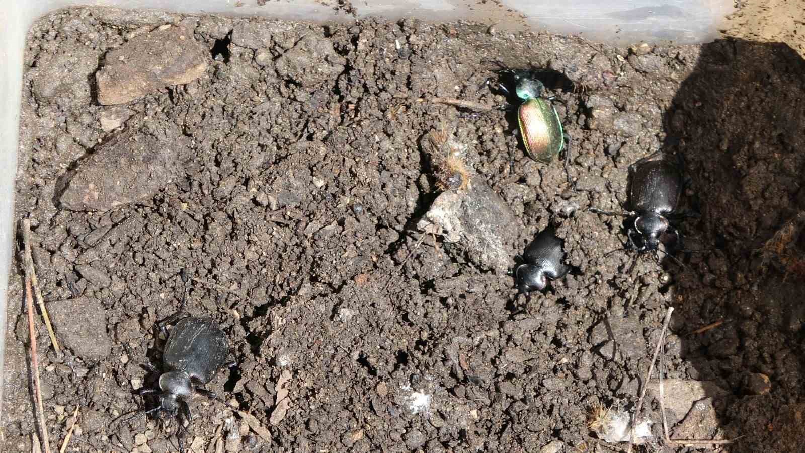 MANAVGAT ORMAN İŞLETME MÜDÜRLÜĞÜ, ORMANLARDA GÖRÜLEN ÇAM KESE BÖCEĞİNE KARŞI