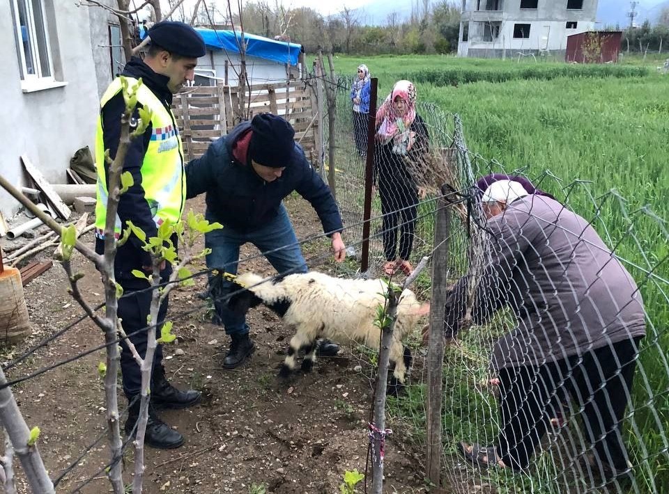 SAHİBİNİN KAYBETTİĞİ 3 KOYUN, JANDARMA BULDU