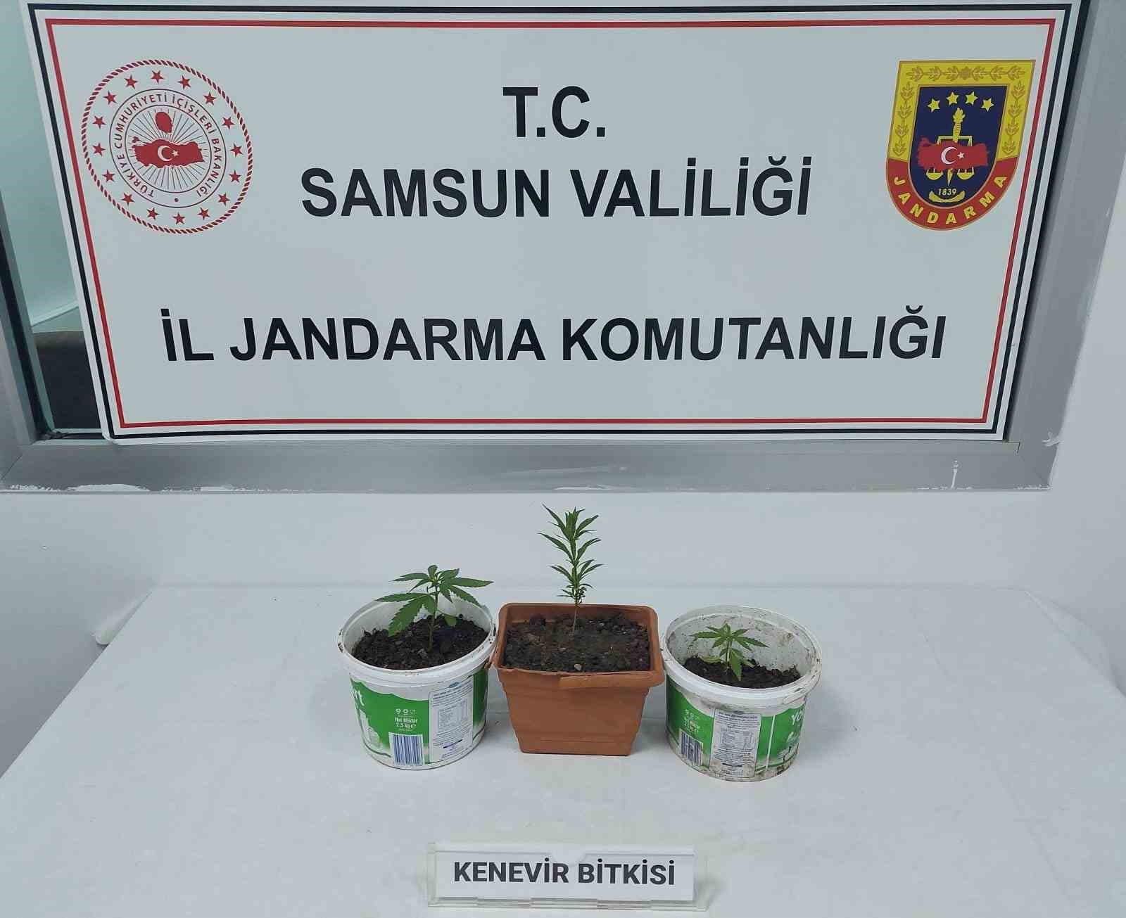SAMSUN'UN ÇARŞAMBA İLÇESİNDE BİR ADRESE DÜZENLENEN OPERASYONDA 3 KÖK KENEVİR