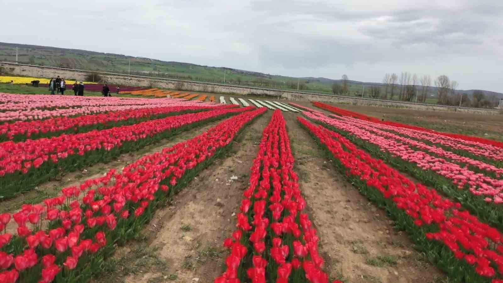 SAMSUN’DA KIRSAL GELİR KAYNAKLARININ ÇEŞİTLENDİRMESİ VE DOĞAL ÇİÇEK SOĞANLARININ DOĞADAN