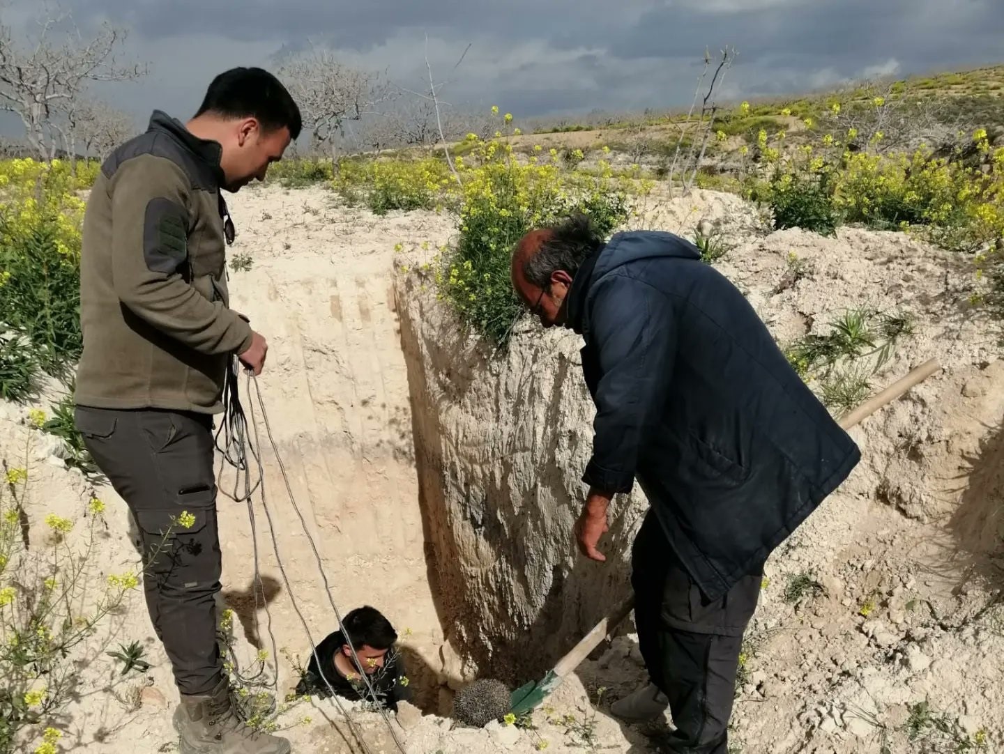ŞANLIURFA'DA ÇUKURDA MAHSUR KALAN ÇÖL KİRPİSİ KURTARILDI