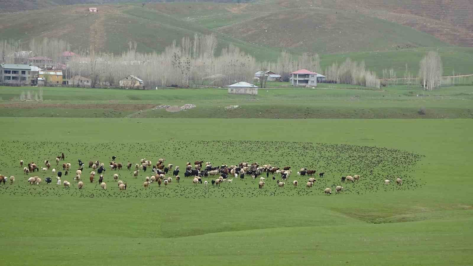 MUŞ OVASI’NA GELEN SIĞIRCIK SÜRÜSÜNÜN OTLAYAN KOYUNLARIN ÜZERİNDEKİ DANSI GÜZEL