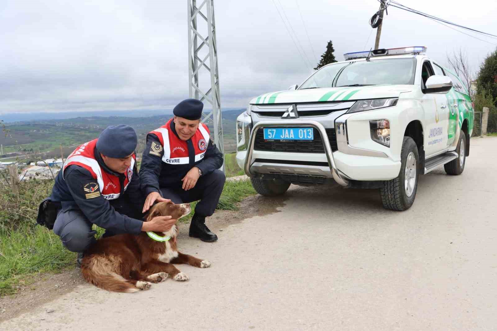SİNOP’TA GECE KARANLIĞINDA SOKAK KÖPEKLERİNDEN KAYNAKLI MEYDANA GELEN TRAFİK KAZALARINI