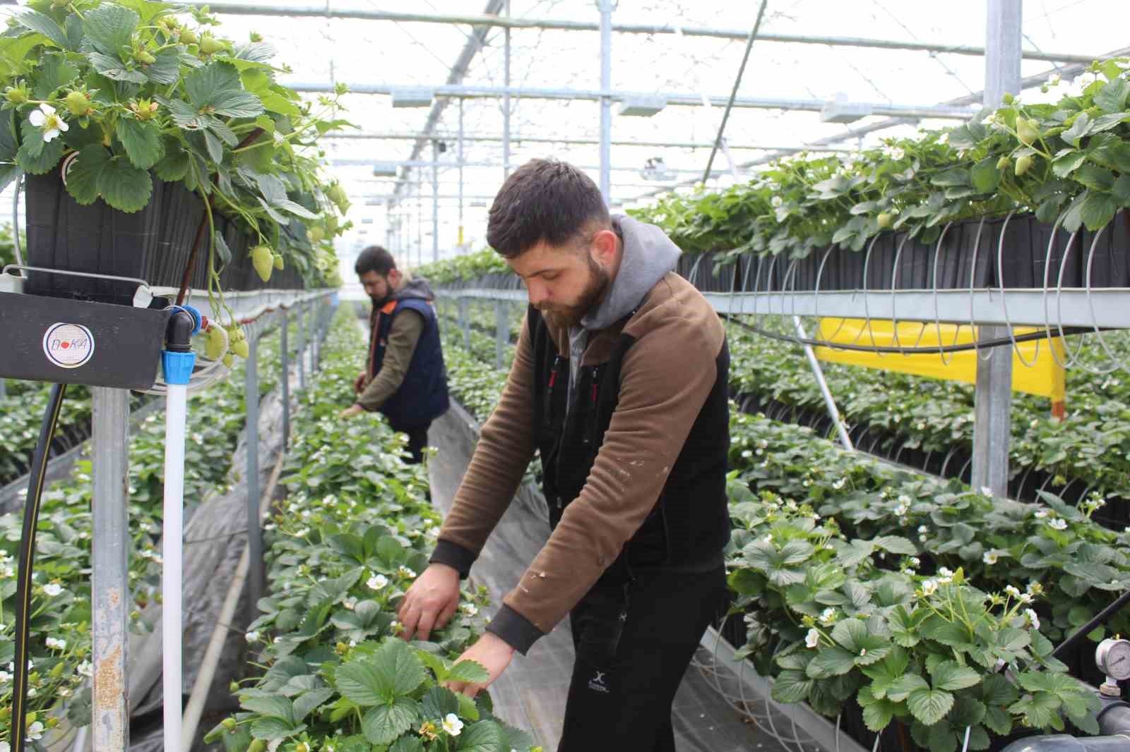 SİNOP’UN MERTOĞLU KÖYÜNDE KURULAN SERADA ÜRETİLEN TOPRAKSIZ ÇİLEKLER, DÜNYANIN BİRÇOK