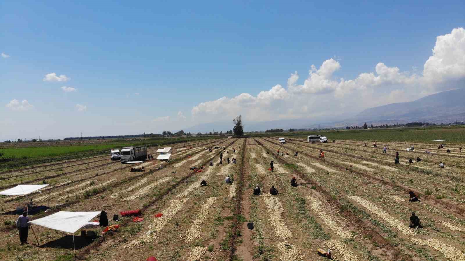HATAY’DA SOĞAN HASADI BAŞLADI