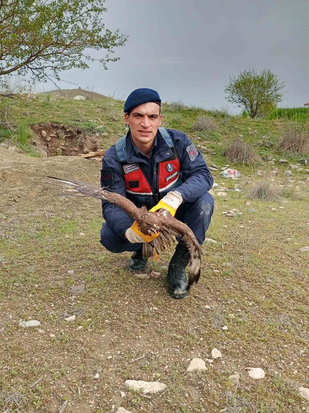 ELAZIĞ’DA SU KUYUSUNA DÜŞEN BİR ŞAHİN, JANDARMA EKİPLERİ TARAFINDAN KURTARILDI