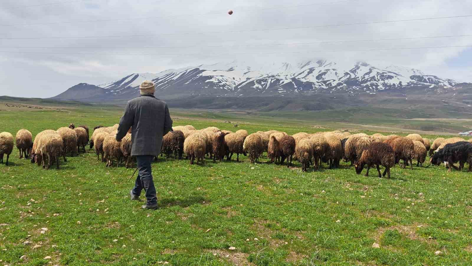 BİTLİS’İN ADİLCEVAZ İLÇESİNDE BAHARIN GELMESİYLE BİRLİKTE HAYVAN SAHİPLERİ, 4 BİN
