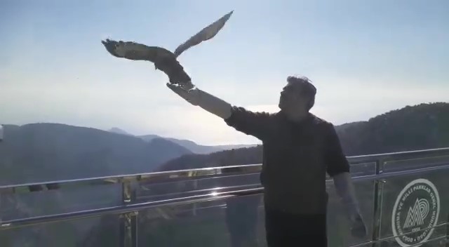 KAZDAĞLARI YAKINLARINDA YARALI OLARAK BULUNAN KIZIL ŞAHİN (BUTEO BUTEO), TEDAVİ