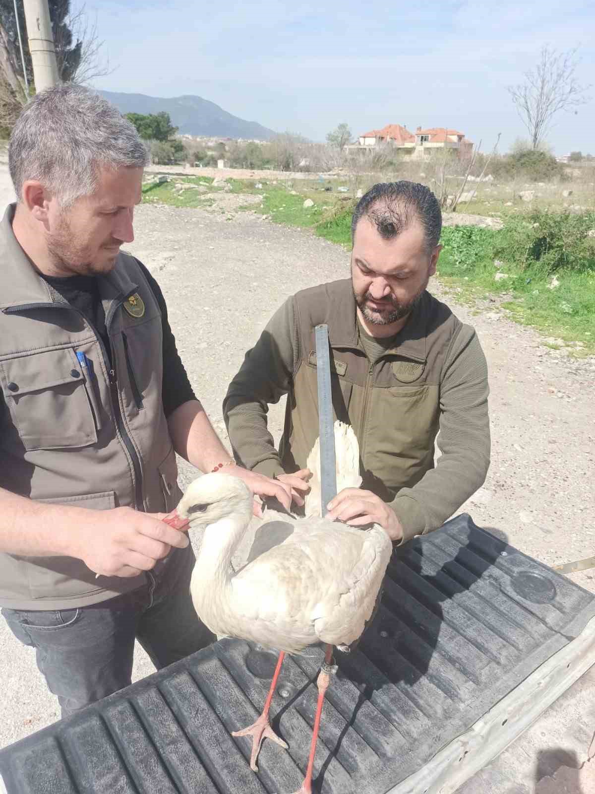 DENİZLİ’NİN PAMUKKALE İLÇESİNDE, YARALI OLARAK BULUNDUKTAN SONRA TEDAVİYE ALINAN LEYLEK,