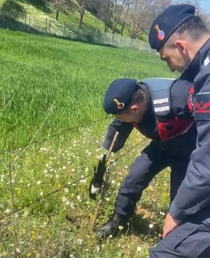 TELE TAKILAN SAKSAĞANI JANDARMA KURTARDI