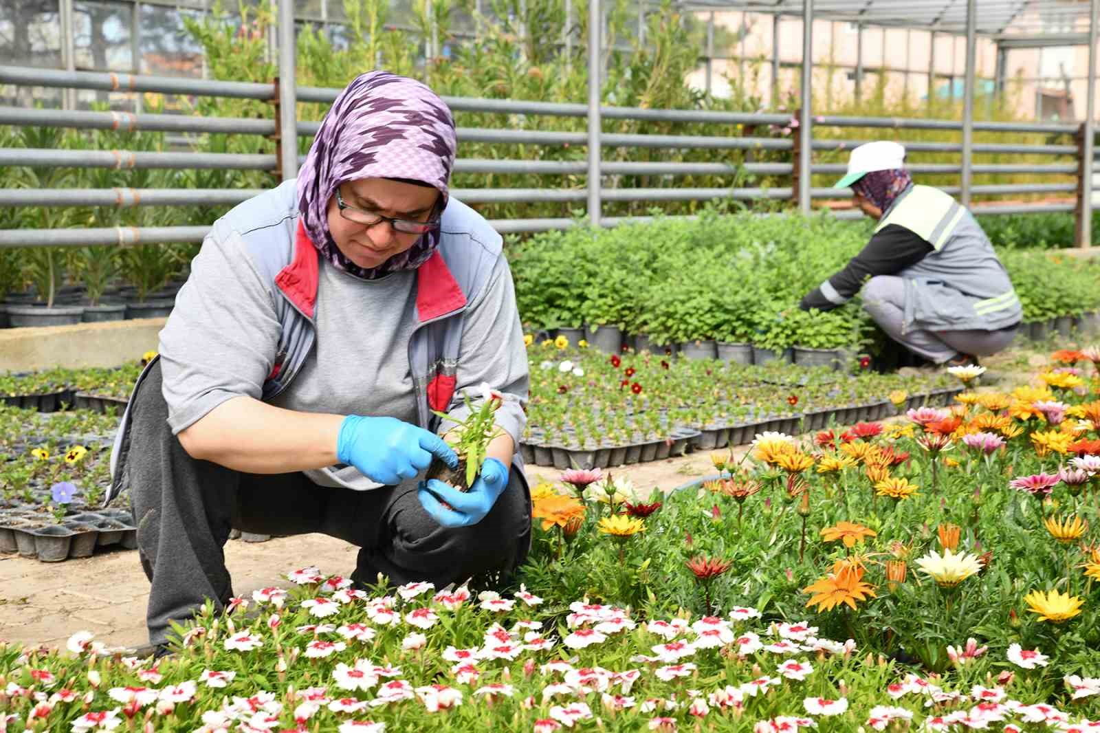 TEPEBAŞI BELEDİYESİ, SERALARINDA ÜRETTİĞİ ON BİNLERCE ÇİÇEK İLE KENT GENELİNDE