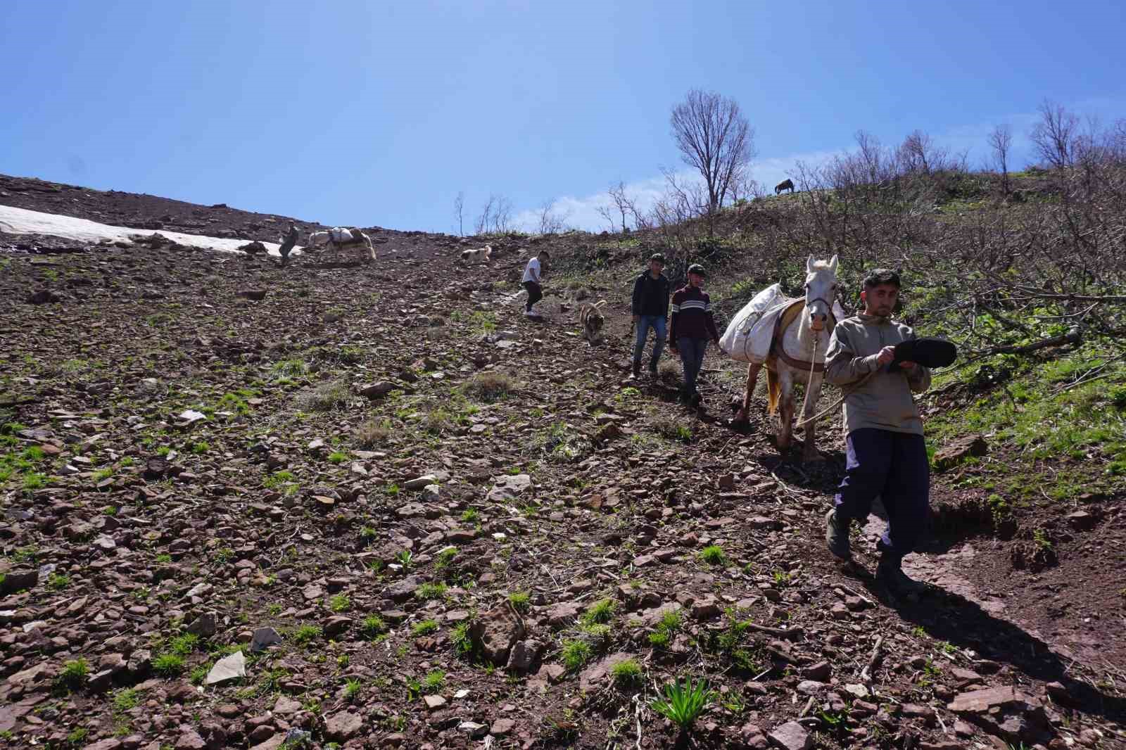 ŞIRNAK’IN BEYTÜŞŞEBAP İLÇESİNDE BAHAR AYLARINDA VATANDAŞLARIN GEÇİM KAYNAĞI HALİNE GELEN
