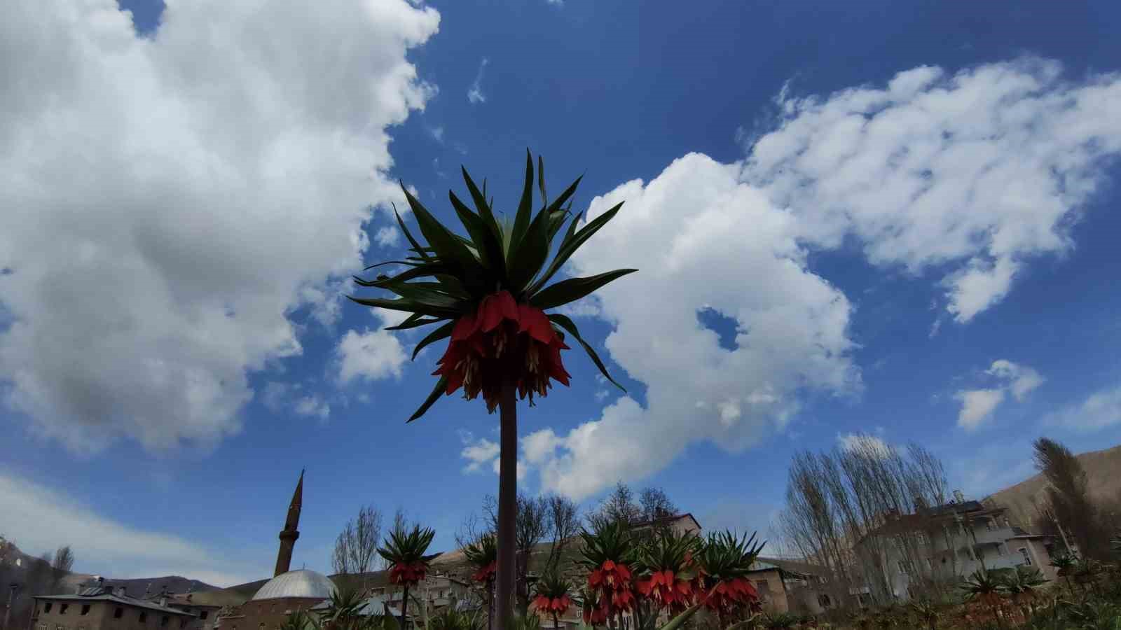 DOĞA KORUMA VE MİLLİ PARKLAR VAN  ŞUBE MÜDÜRLÜĞÜ, ENDEMİK