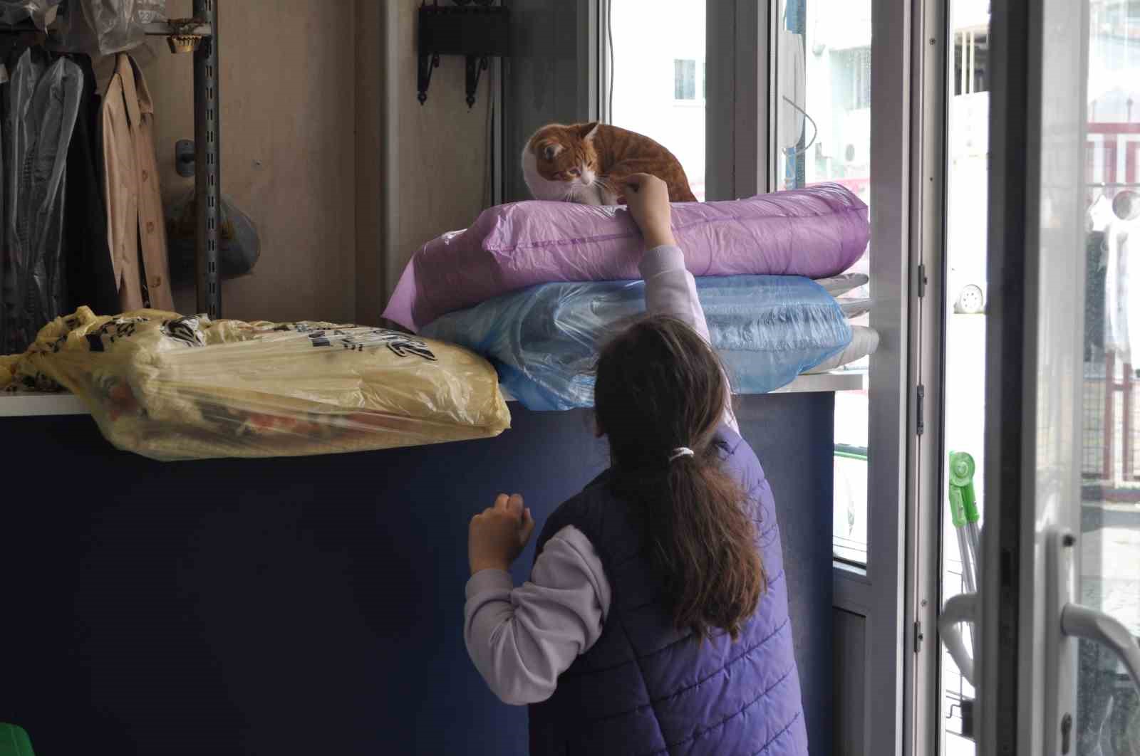 ESNAFIN DÜKKÂNINDA BİR SÜREDİR DOLAŞAN KEDİLER HEM İŞLETME SAHİBİ HEM