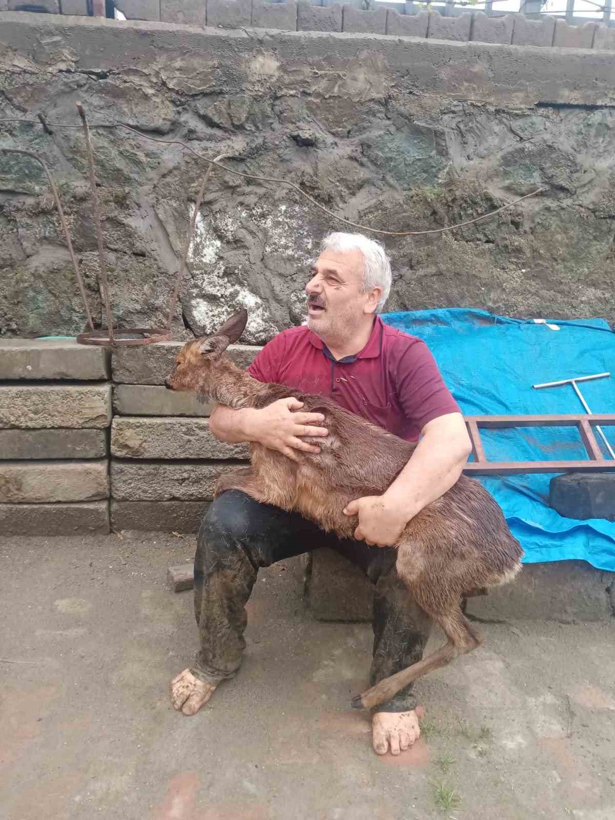 TRABZON'UN ARAKLI İLÇESİNDE VATANDAŞLAR KARADERE DERESİ'NE DÜŞEN KARACAYI UZUN UĞRAŞLAR