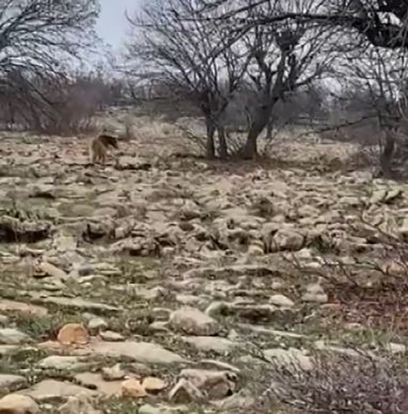 TUNCELİ’DE BİR VATANDAŞ DENK GELDİĞİ BOZ AYIYI TAKİP EDİP KAMERAYA