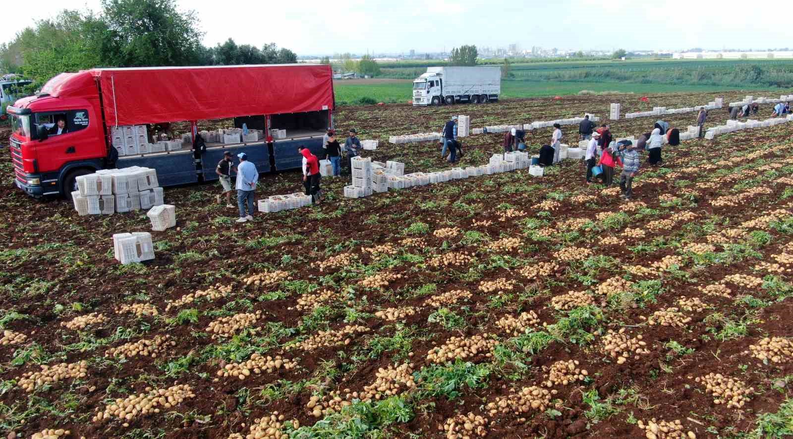 TÜRKİYE'NİN EN ERKENCİ PATATESİNİN YETİŞTİĞİ ADANA'DA HASAT BAŞLADI
