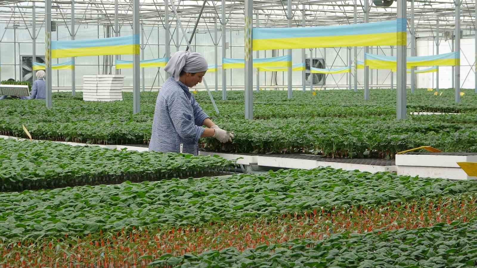 SAMSUN'UN BAFRA İLÇESİNDE, KARADENİZ'DE BİR İLK OLAN AŞILI SEBZE FİDE