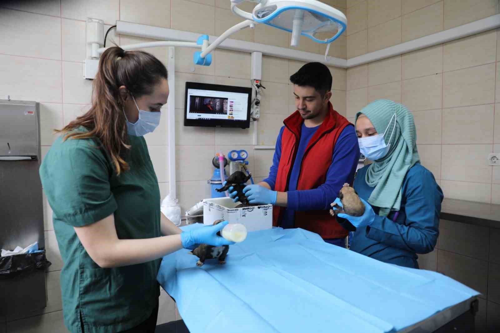 GEÇİRDİĞİ TRAFİK KAZASI SONUCU ANNELERİNİ KAYBEDEN 7 YAVRU KÖPEĞE, YALOVA