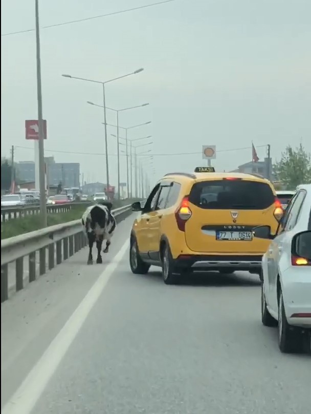 YALOVA-BURSA KARA YOLUNA İNEN İNEK BİR SÜRE TRAFİĞİN AKSAMASINA NEDEN