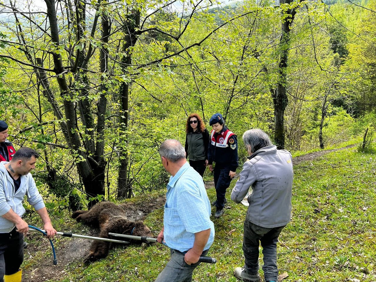 ZONGULDAK'IN GÖKÇEBEY İLÇESİNDE ORMANLIK ALANDA YARALI HALDE BULUNAN AYI, TEDAVİ