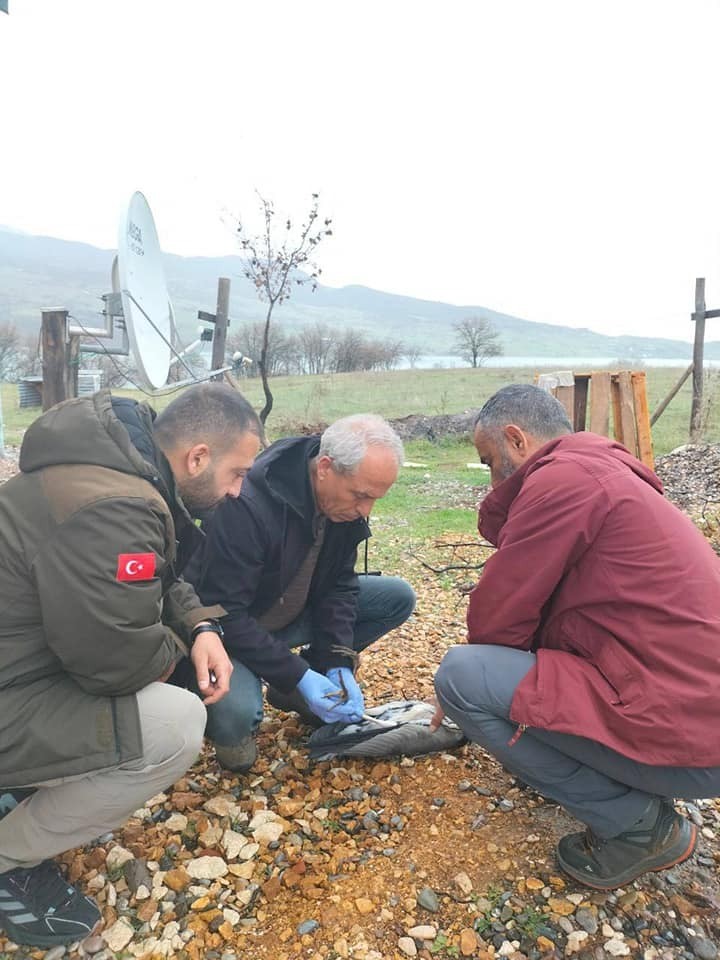 TUNCELİ’DE YARALI HALDE  BULANAN GRİ BALIKÇIL KUŞU, TEDAVİ ALTINA