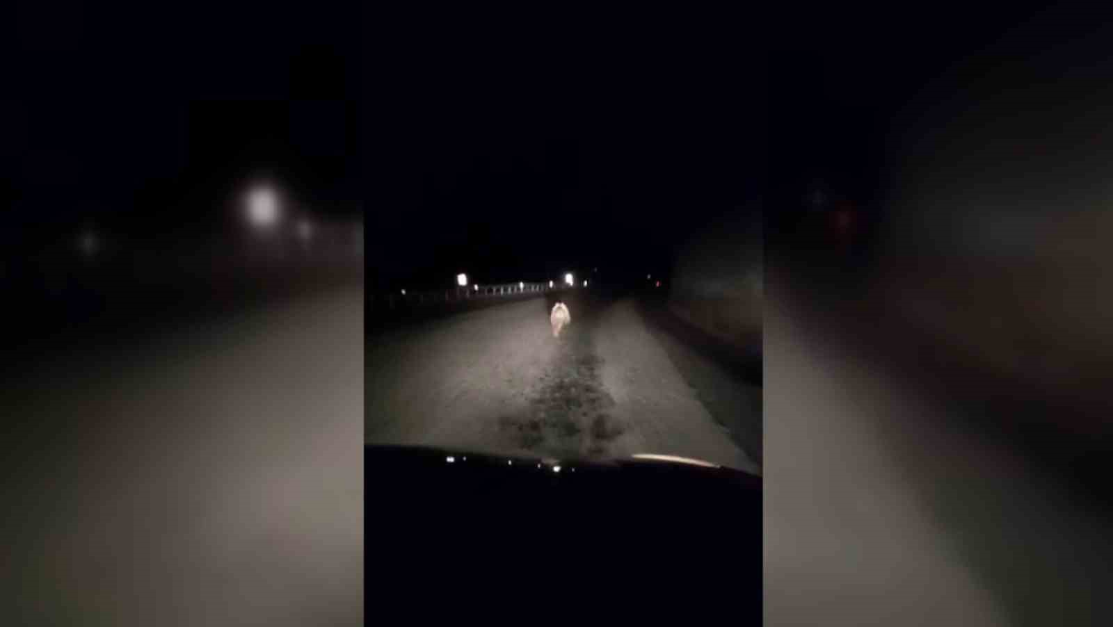 YAVRU AYI KARA YOLUNDA OTOMOBİLİN IŞIĞIYLA SON SÜRAT KOŞTU