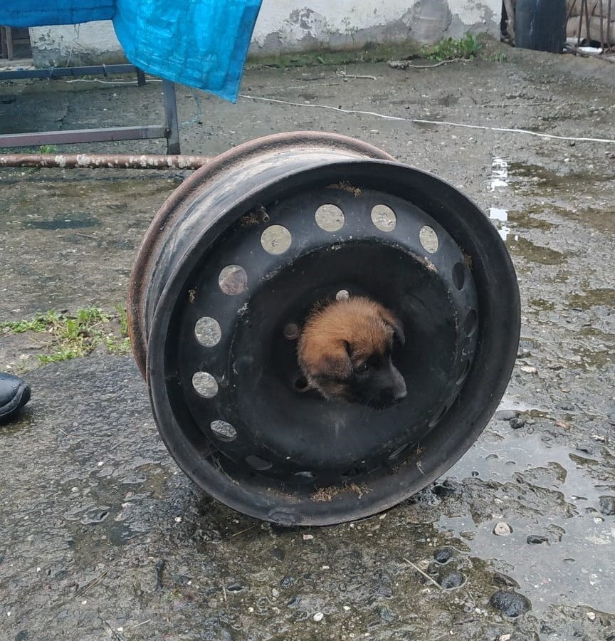 ORDU’NUN PERŞEMBE İLÇESİNDE OTOMOBİL JANTINA SIKIŞAN YAVRU KÖPEĞİ BÜYÜKŞEHİR BELEDİYESİ
