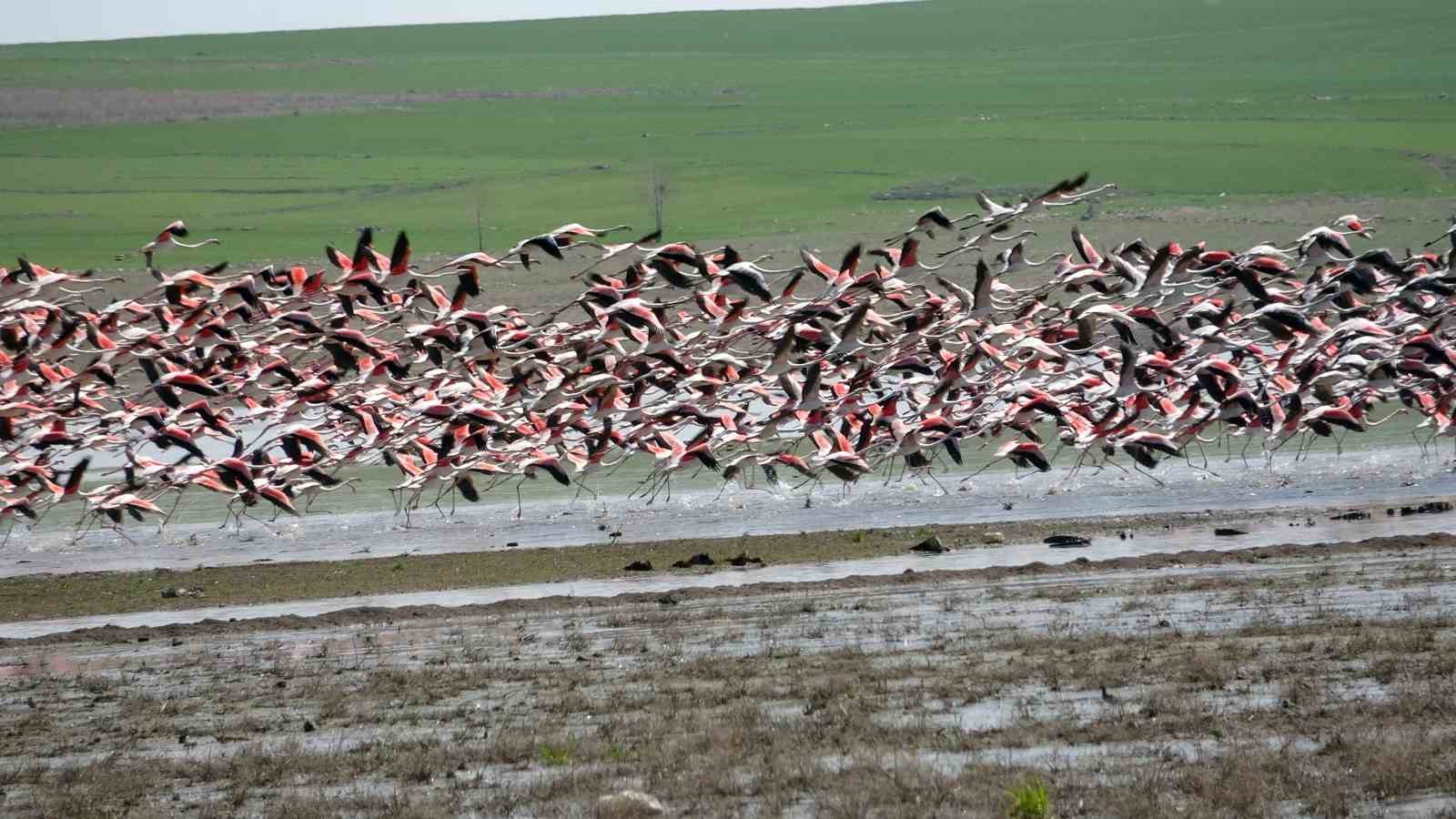 YOZGAT’IN MİSAFİR KUŞLARININ GÖÇ YOLCULUĞU BAŞLADI
