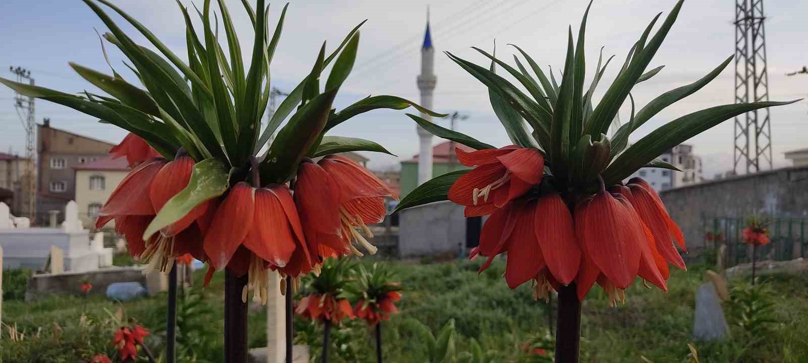 HAKKARİ'NİN YÜKSEKOVA İLÇESİNDE BİR AYLIK ÖMÜRLERİ OLAN VE BÖLGENİN SİMGESİYLE