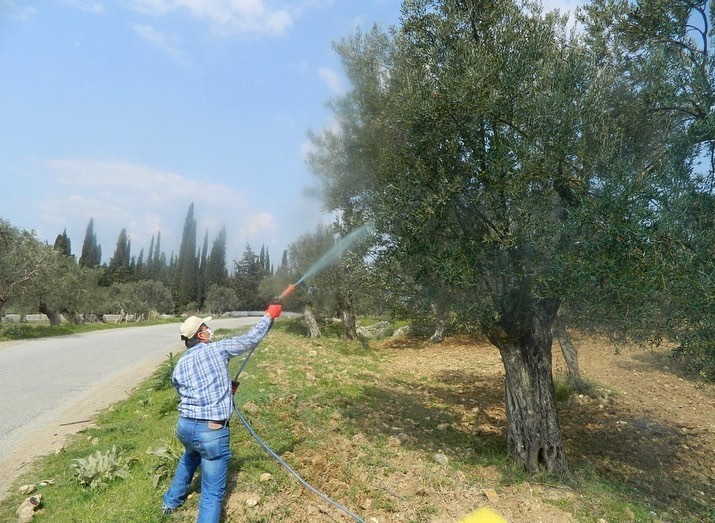 (ARŞİV FOTO) - ÖNEMLİ TARIM ÜRÜNLERİNDEN OLAN ZEYTİNDE YENİ SEZON