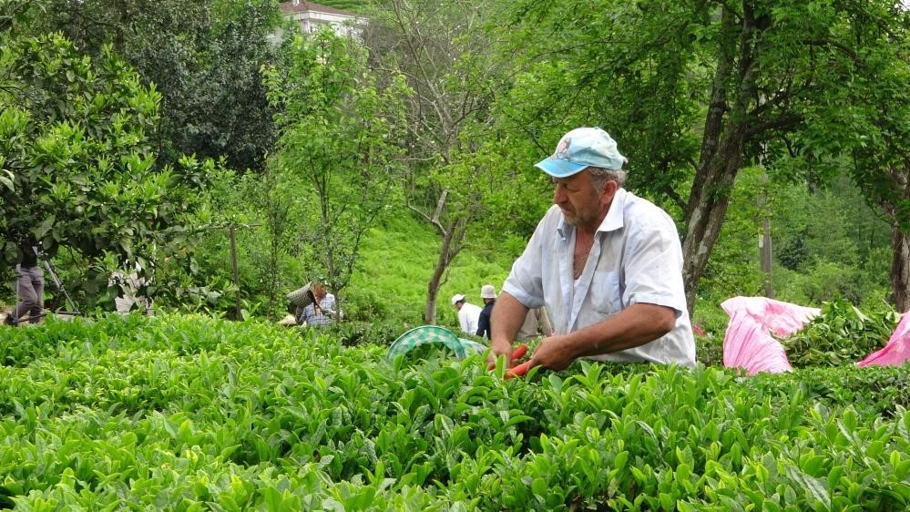 ÇAYKUR, DOĞU KARADENİZ’DE 2023 YILI YAŞ ÇAY KAMPANYASINI BAŞLATTIĞINI AÇIKLADI.