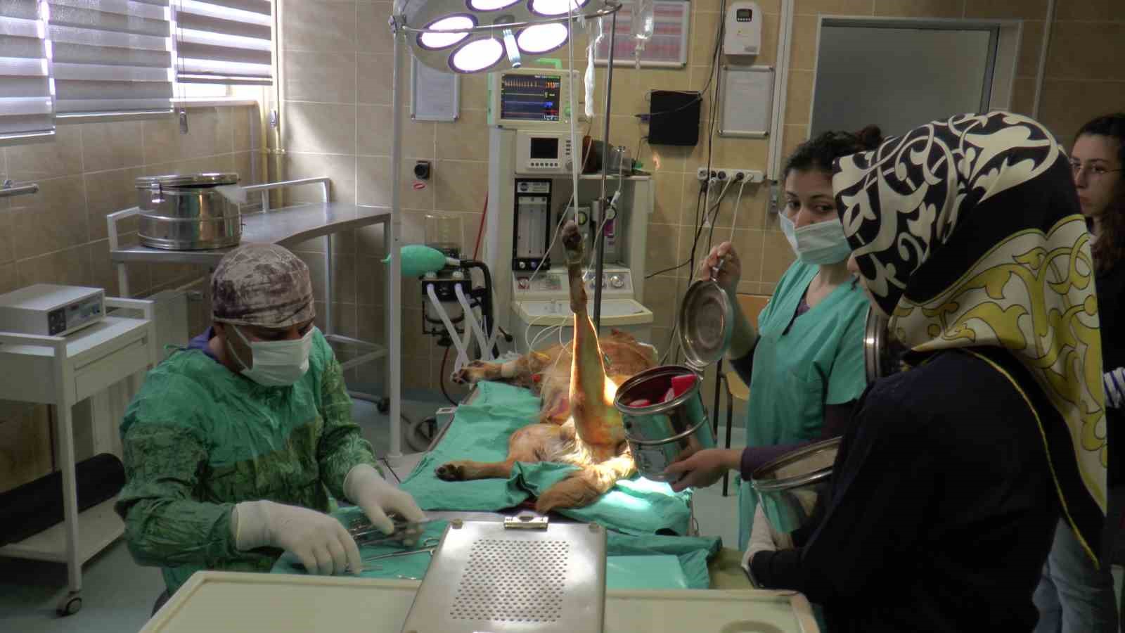 ERCİYES ÜNİVERSİTESİ (ERÜ) VETERİNER FAKÜLTESİ HAYVAN HASTANESİ BAŞHEKİMİ PROF. DR.