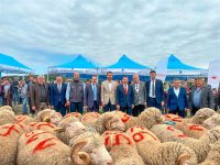 Balıkesir Büyükşehir Belediyesi, Bandırma’da Damızlık Koç Dağıtım Töreni gerçekleştirdi. Balıkesir