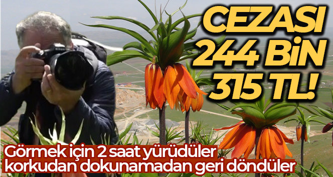 MUŞ’TA 1800 RAKIMLI DAĞIN ZİRVESİNDE YETİŞEN VE SADECE 15 GÜN