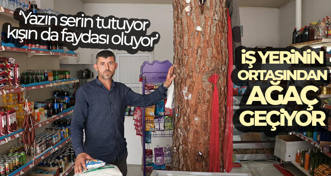 KAHRAMANMARAŞ’TA BAKKAL DÜKKANININ YAPIMI SIRASINDA KESİLMEYEN ÇAM AĞACI DÜKKANIN ORTASINDAN