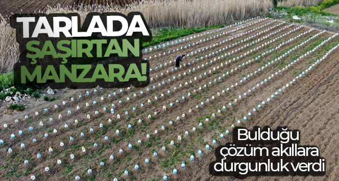 SİVAS’IN ŞARKIŞLA İLÇESİNDE EKTİĞİ FİDELERİ SOĞUK VE DOLU YAĞIŞINDAN KORUMAK