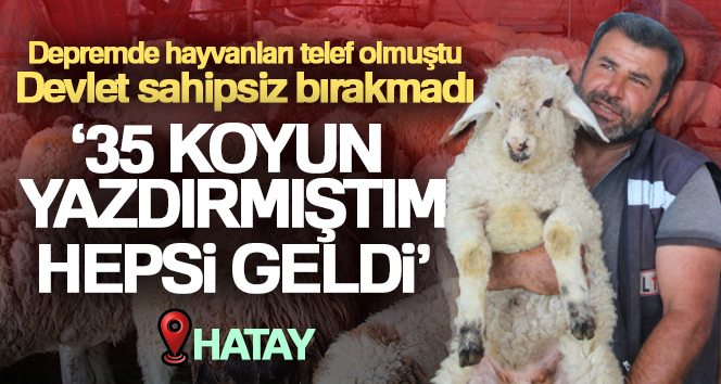 Telef olan hayvanlarının yerine yenisi verilen depremzede: ‘Gel koyununu al dediler, şok yaşadım’ Hatay’ın Hassa ilçesinde depremde hayvanları telef olan vatandaşlara Tarım ve